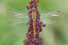 Sympetrum depressiusculum